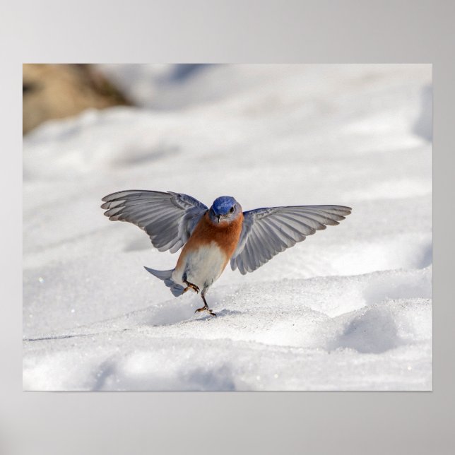 Poster 20x16 Bleue de l'Est dansant dans la neige (Devant)