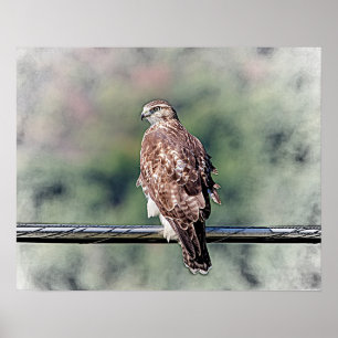 Poster 20x16 Buse à queue rouge immature