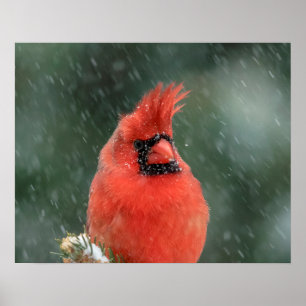Poster 20x16 Cardinal dans un pin pendant une tempête de 