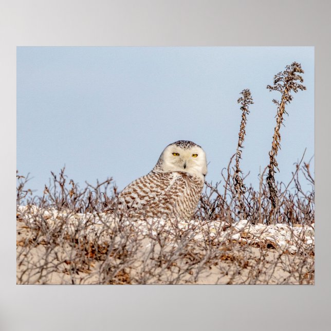 Poster 20x16 Chouette neige assise sur la plage (Devant)