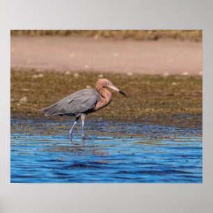 Poster 20x16 Egret rouge sur North Beach