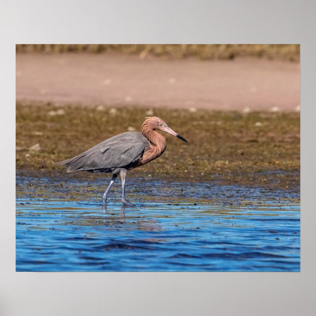 Poster 20x16 Egret rouge sur North Beach (Devant)