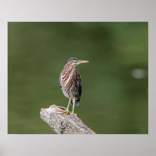 Poster 20x16 Heron Vert sur un log