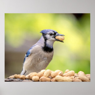 Poster 20x16 Jay bleu avec arachide