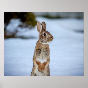 Poster 20x16 Lapin dans la neige