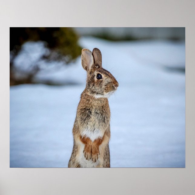 Poster 20x16 Lapin dans la neige (Devant)