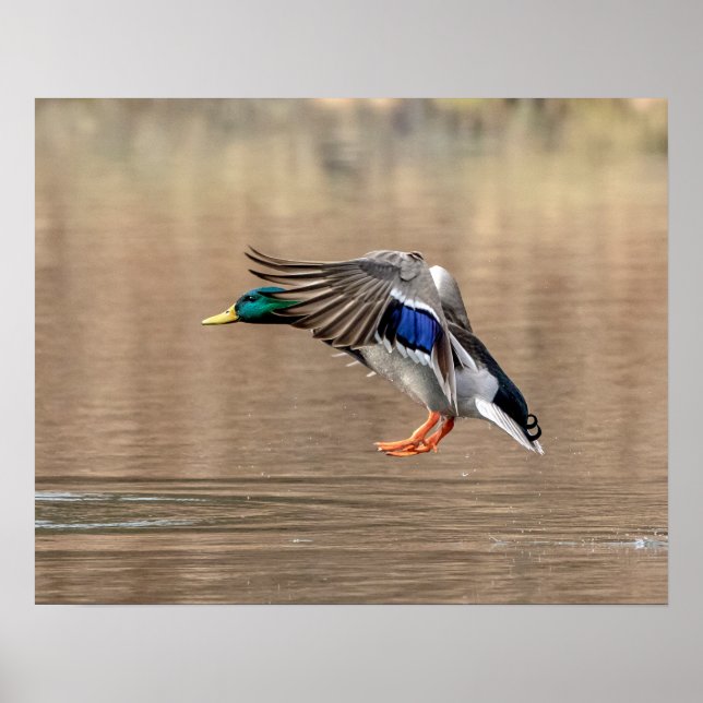 Poster 20x16 Mallard Canard en vol (Devant)