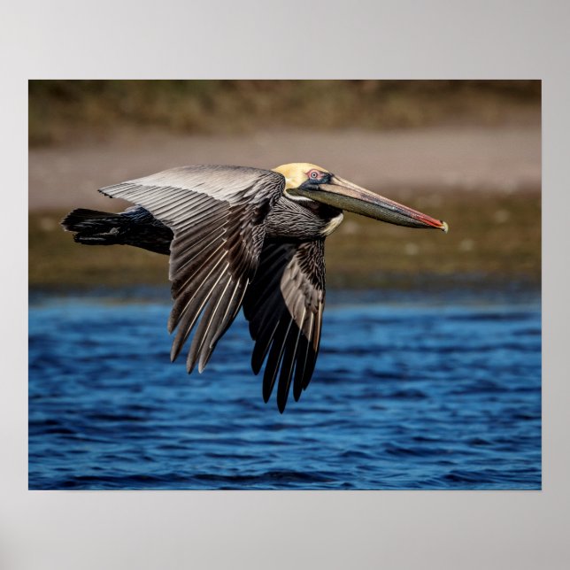 Poster 20x16 Pélican en vol (Devant)