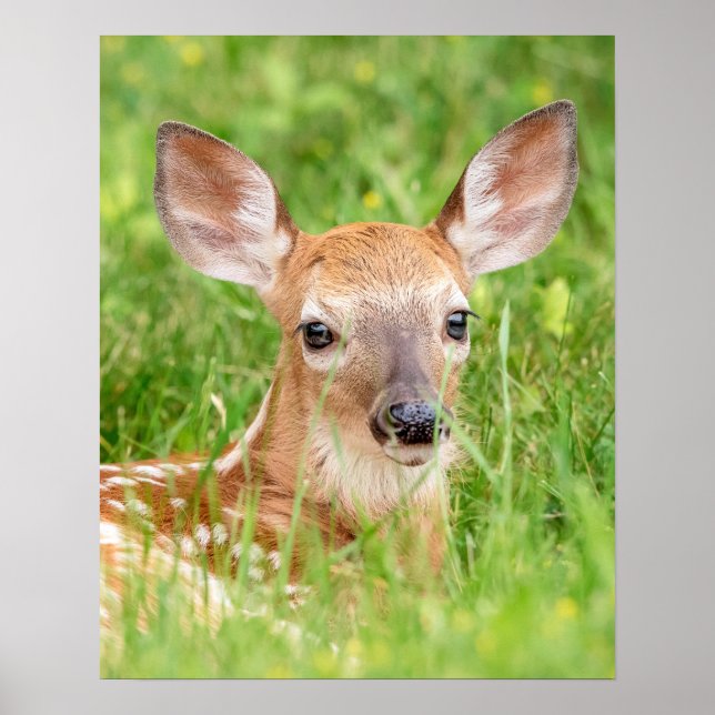Poster 20x16 Portrait d'un faon (cerf de Virginie) (Devant)