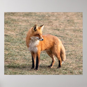 Poster 20x16 Renard rouge dans un champ