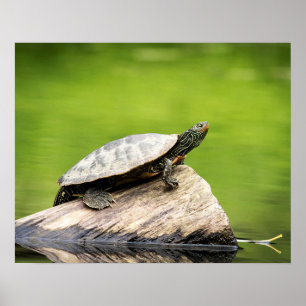 Poster 20x16 Tortue peinte sur un log