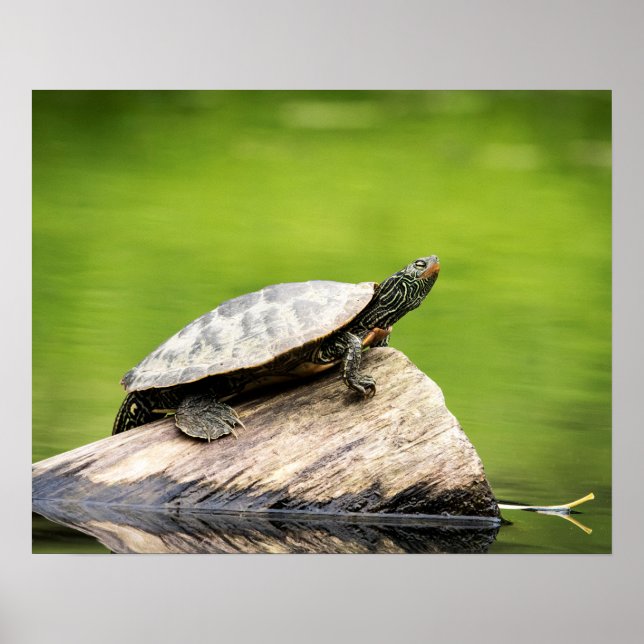 Poster 20x16 Tortue peinte sur un log (Devant)