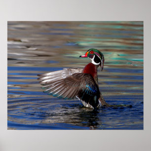 Poster 20x16e Escadre Flacon de canard en bois