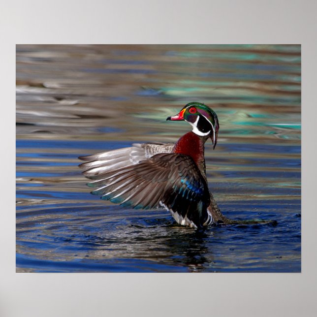 Poster 20x16e Escadre Flacon de canard en bois (Devant)