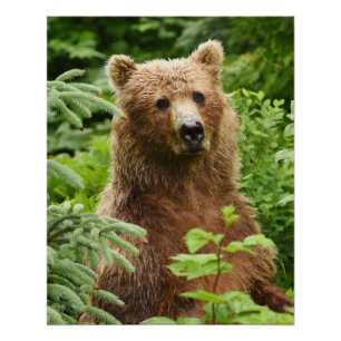 Poster 20x25 (Finition brillante) de grizzli