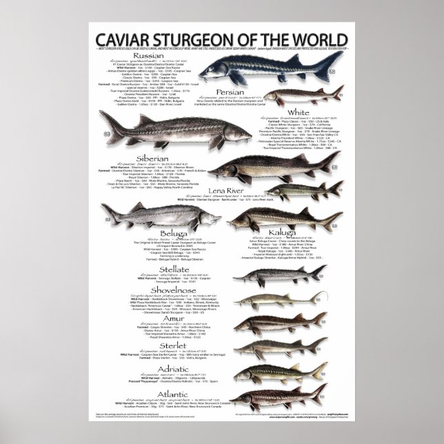 POSTER - 20x30 - CAVIAR STURGEON of the WORLD (Devant)