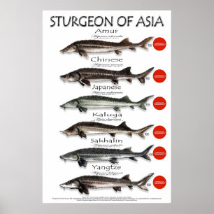POSTER - 20x30 - STURGEON d'ASIE