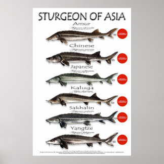 POSTER - 20x30 - STURGEON of ASIA
