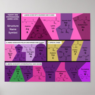 Poster 21 acides aminés protéinogènes dans la structure b