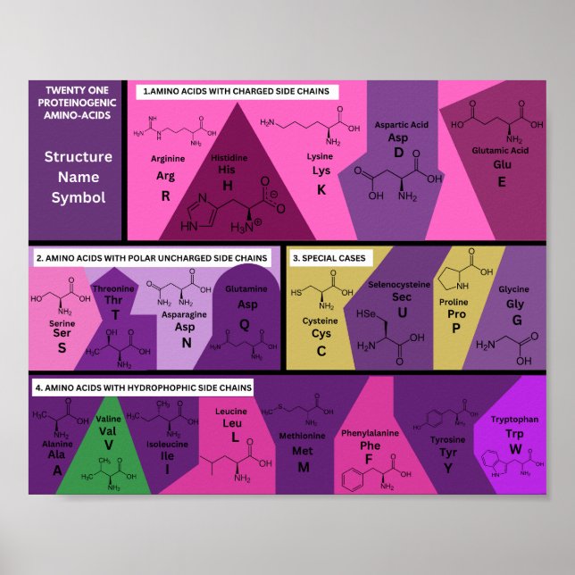 Poster 21 acides aminés protéinogènes dans la structure b (Devant)