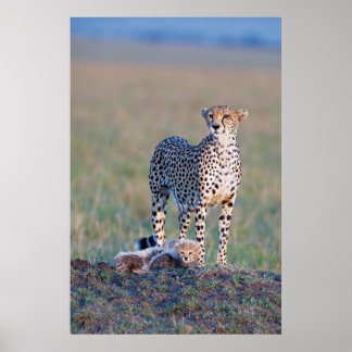 Poster - 24x36 Cheetah mère et petits