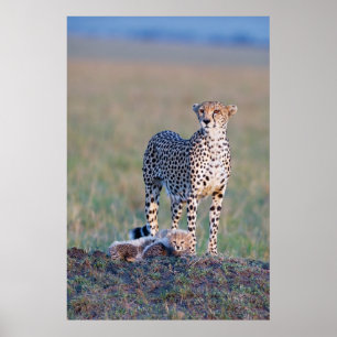 Poster - 24x36 Cheetah mother and cubs