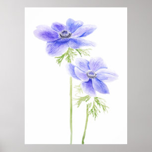 Poster 2 anémones violets en fleur