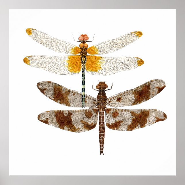 Poster 2 Dragonflies Artwork (Devant)