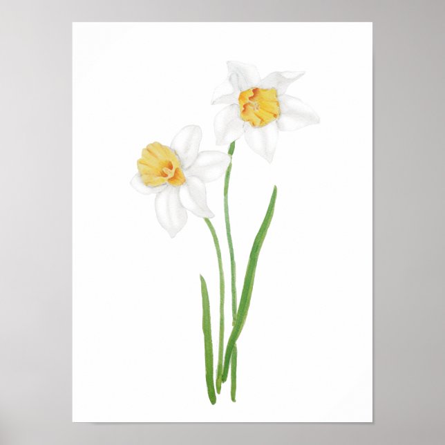 Poster 2 fleurs de jonquille blanche aquarelle (Devant)