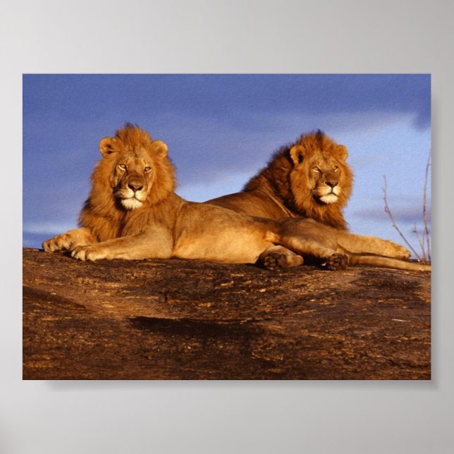 Poster 2 Lions Lounge (Devant)