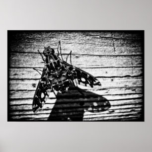 POSTER 3