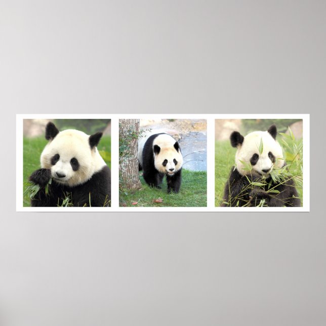 Poster 30x90 Panda géant (Front)