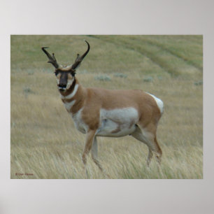 Poster 33 Pronghorn Antelope Crooked Horns