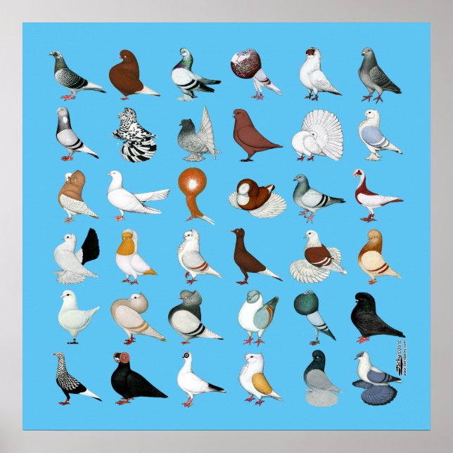 Poster 36 races de pigeons (Devant)