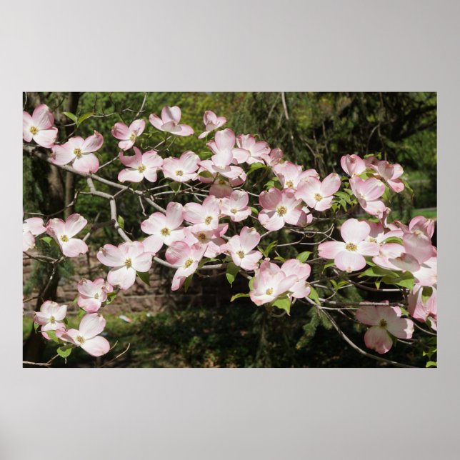 Poster 36"x24" Pink Dogwood (Devant)
