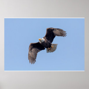 Poster 36x24 aigle à tête blanche en vol