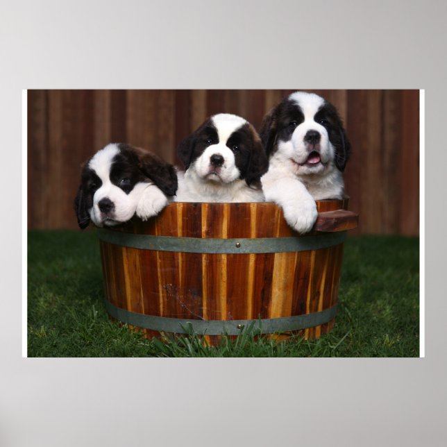 Poster 3 Adorable Saint Bernard Puppies dans un tonneau (Devant)