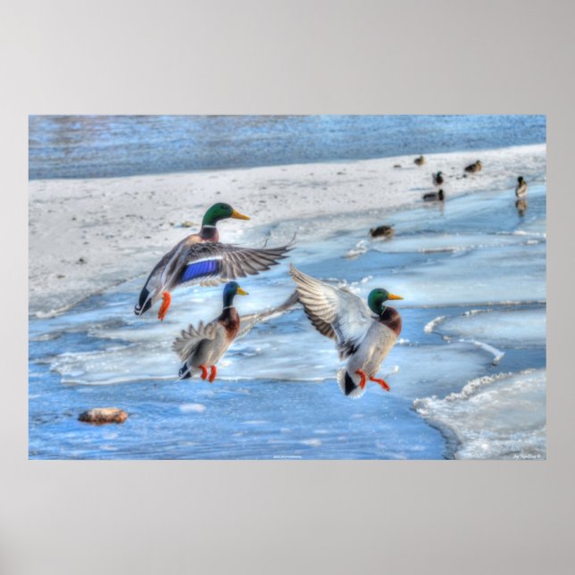 Poster 3 Atterrissage du canard Mallard Photo de la faune (Devant)