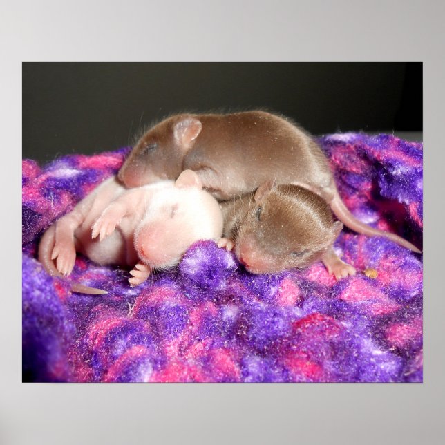 Poster: 3 Baby Mice Poster (Front)