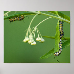 Poster 3 chenilles monarques sur les algues