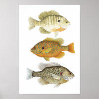 3 Études sur l'aquarelle du poisson soleil