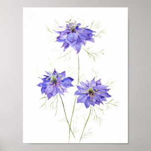Poster 3 fleurs de fleur de nigelle violet bleu fleur sau
