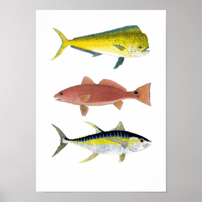 Poster 3 Gamefish d'eau salée (Devant)