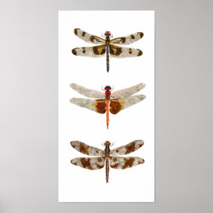 Poster 3 libellules sur toile