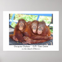 3 n'est pas une foule - Orangutan Babies