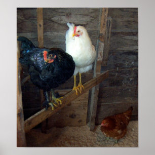 Poster 3 Petites poules