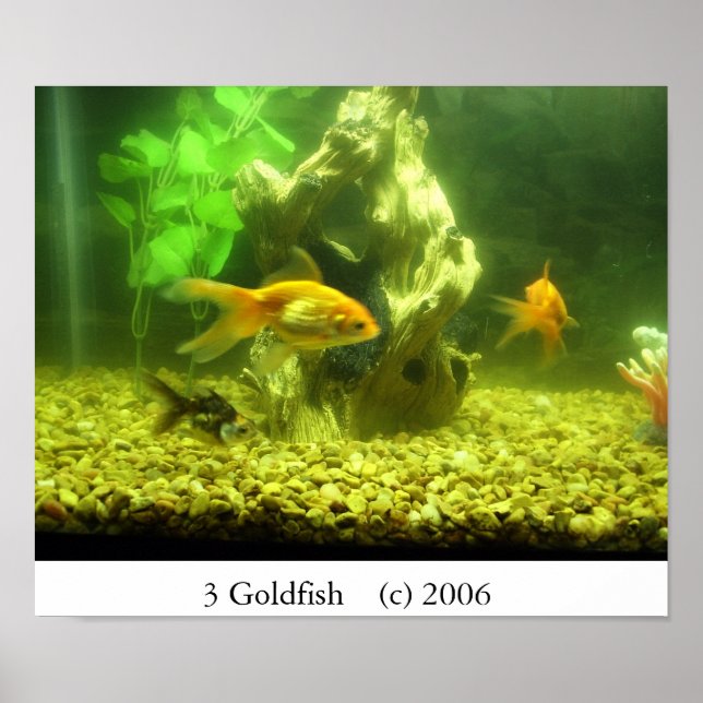 Poster 3 Poisson d'or (Devant)