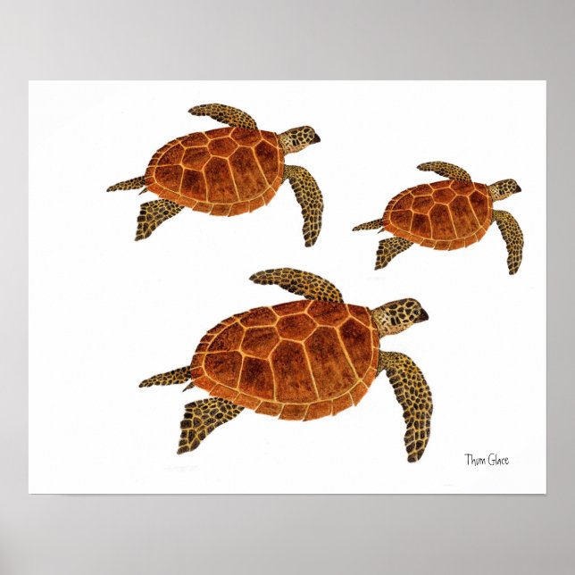 Poster 3 Tortues Hawksbill (Devant)