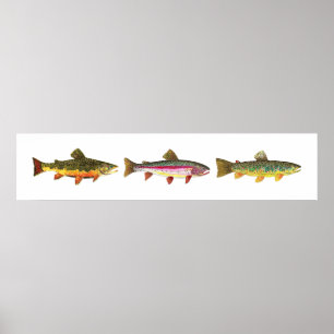 Poster 3 Truite - Broyage, Brown, Arc-en-ciel Long Hoirzo