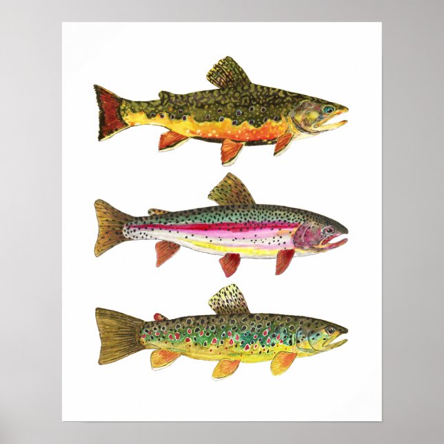 Poster 3 truites pour pêcheurs de mouches et pêcheurs (Devant)